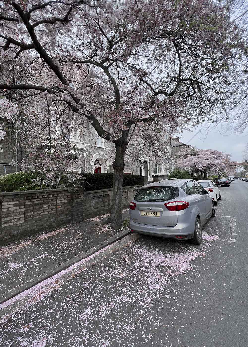 24 Hours With… Talia Byre “Beautiful pink blossom on my road en route to the studio.”