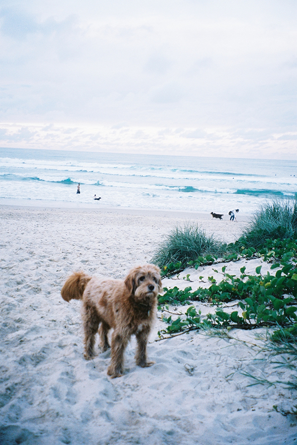 “Taking my dog Harper for a beach stroll.”